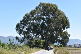 乡间路旁的茂盛大树