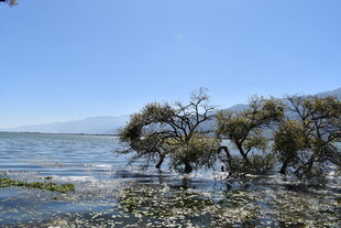 海边枯树 独特自然景致