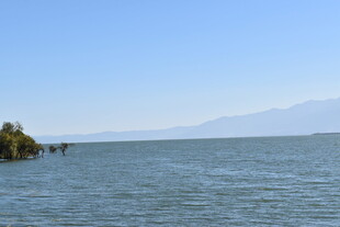 广阔水域与岸边植被景观