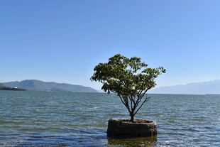 孤树屹立于浩渺水面