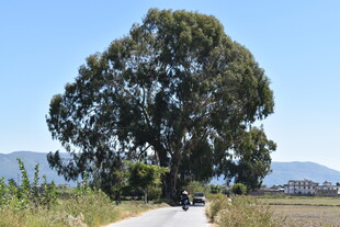 乡间大树下的骑行风景