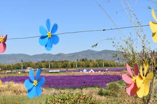 多彩风车装点紫色花田