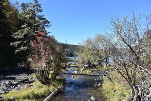山间溪流旁的多彩树木景观