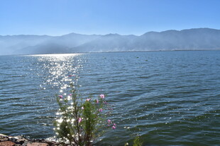 湖畔小花绽于波光山水间