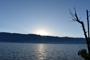 湖畔日出 枯树映波光