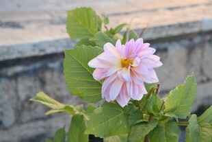 娇艳粉色大丽花绽放