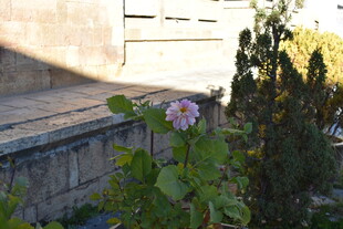 墙边绽放的娇艳花朵