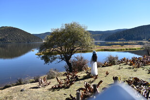 湖畔树木下的悠闲羊群