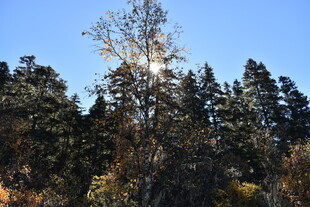 阳光照耀下的茂密树林
