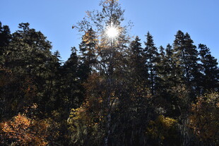 阳光穿透树林景观