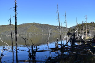 湖畔枯树与远山的静谧景象