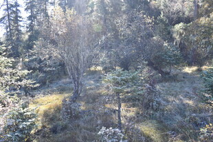 山林景致 阳光洒落林间