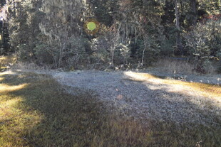 冬日林间覆霜小路