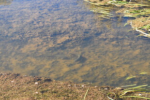 清澈浅水塘中的水生景象