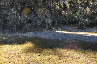 林间草地光影景色