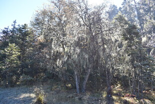 林间挂着松萝的萧瑟树木