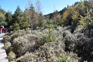山间步道旁的繁茂植被