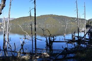 宁静湖面与枯木倒影美景