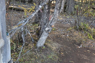 森林中枯树与植被景象