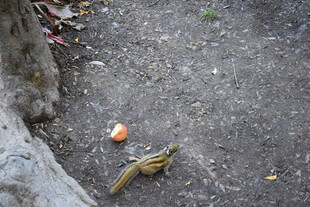 地上的松鼠与水果