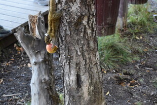 松鼠挂在树干上取苹果