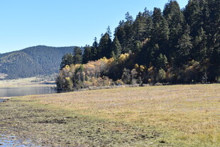 秋日山林旁的开阔草地