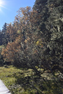 山间小径旁的多彩树木