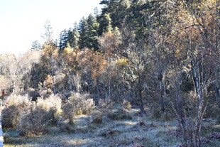 冬日霜覆林间景象