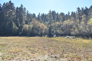 林间开阔草地风景