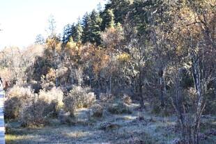 秋日山林间的萧瑟景致