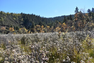 秋日原野花卉与山林美景