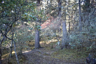林间小径 静谧自然景致