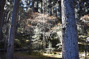 森林中的树木与斑驳光影