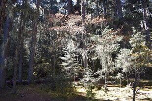 冬日森林雪景图