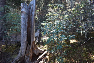 古老枯树与繁茂绿植共生