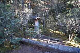 森林中倒下的树干与植被