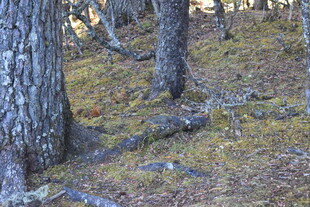 森林中树木与地面景象