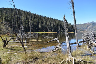 枯树环绕的静谧山间湖泊