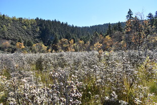 秋日山野中的繁茂植物