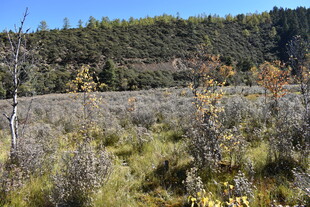 秋日山野植被景观