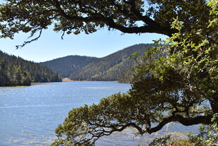 湖畔青山间的繁茂树枝