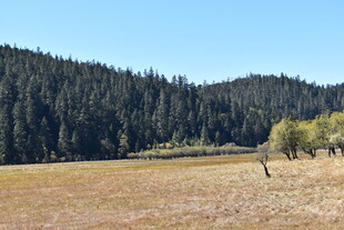 山间开阔草地与茂密森林