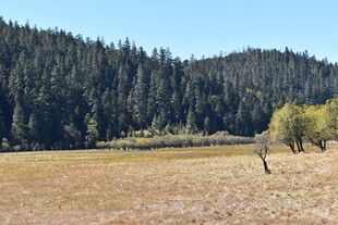 山间开阔草地与葱郁树林