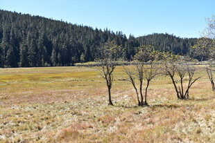 秋日旷野枯树风景
