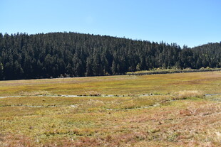广袤草原与远处山林景色