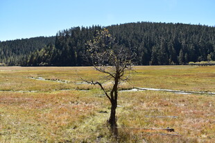 荒野孤树 尽显自然寂寥
