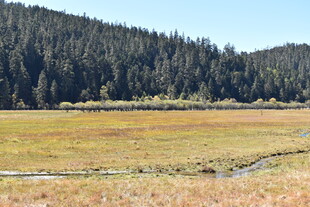 山间开阔草地森林美景