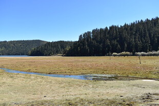 湖畔草地与茂密树林景观