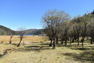 秋日旷野树林风景图