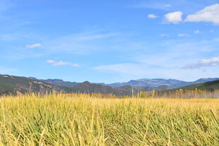 金黄田野与远山蓝天美景